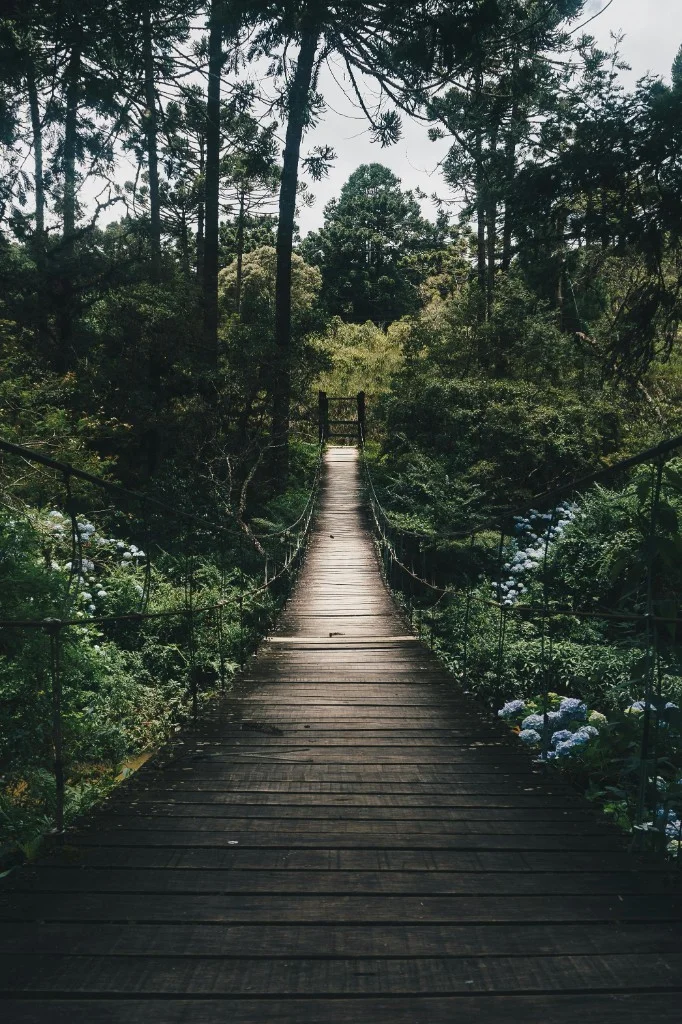 Forest path through native greenery