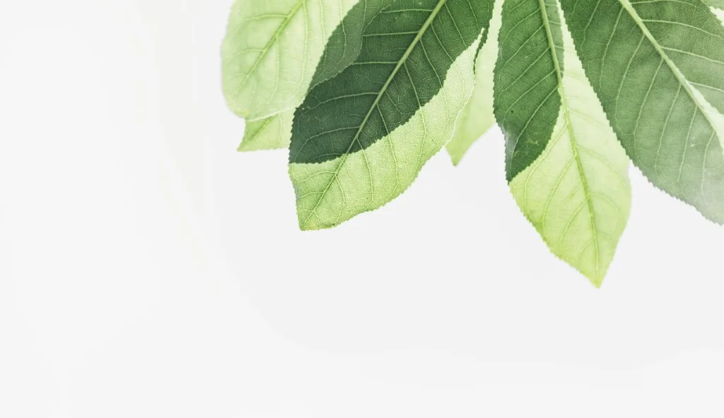 Fresh green leaves in soft light